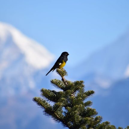 White-winged grosbeak - Bhutan