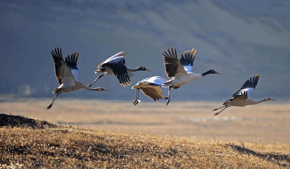 Black Necked Crane Information Centre