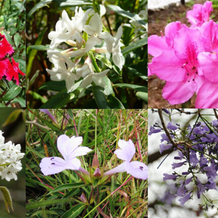 Botanical paradise in Bhutan