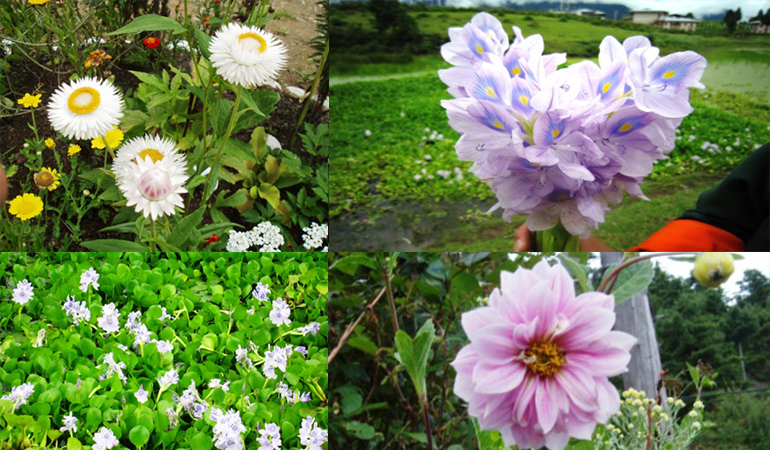 Bhutan tour packages Bhutan tour packages