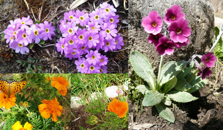 Explore Bhutan’s Botanical Paradise Explore Bhutan’s Botanical Paradise