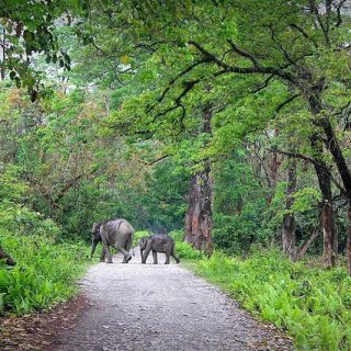 Bhutan wildlife exploration